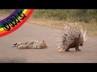 When Prey Fights Back -  Porcupine Kills Leopard