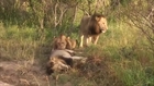 4 Male Lions Attack and Kill a Rival Male Lion - Shocking Footage !