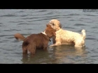 【動画素材】Small Dogs Swim After Ball