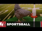 Chicken Predicts NFL Playoff Losers