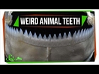 7 Animals with Super Weird (and Sometimes Horrifying) Teeth