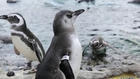 Cool Hunting Video: Penguin Enrichment