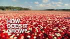 How Does it Grow? Cranberries