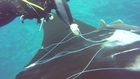 Manta Rescue at Cocos Island
