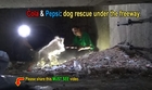 Cola & Pepsi: bonded poodles struggling to survive in a sewer get a heartwarming rescue.