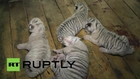 Russia: Four white Bengal tigers born in Yalta zoo