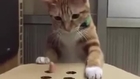 Adorable Cat Can't Catch Finger