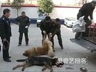 Two big dogs killed by police after attacking three people on street