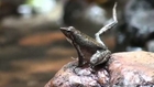 Newly discovered frog may be facing last dance