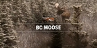 BCmoose