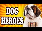 Top 10 Most Courageous Dogs — TopTenzNet