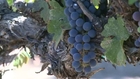 Napa Valley wine grower survives catastrophic California drought