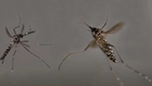 Genetically modified mosquitoes to combat dengue in Brazil