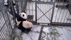 Don’t go! Panda cub clings to keeper’s leg at a research facility