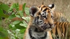 Tiger-mania roars across Russia