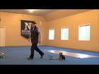 Roxy (Yorkshire Terrier) Dog Training Video Minneapolis