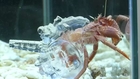 Japanese artist makes 3D homes for hermit crabs