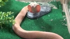 Cobra Snake Monocled