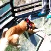 Woman drags dog through glass walk to toughen him up