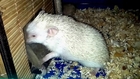 my African Hedgehog & fur