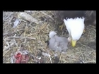 Female Bald Eagle sitting on duck egg after eating mother