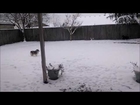 Our Dogs in the Snow