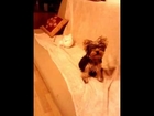 Yorkshire terrier puppy funny bark