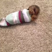 If you had a bad day, here's a puppy in a sock