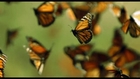 DisneyNature:  Wings of Life - Monarch Butterflies