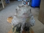 Mr. Wizard, my Green Iguana, comes when called!