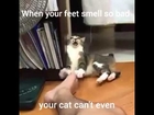 When your feet smell so bad your cat can't even