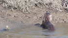 River Otter Catches and Decapitates Fish (with Ambient Sound)