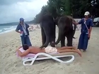 Massage By Elephants