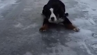 Puppy vs. Ice