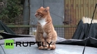Italy: Cats deemed heroes after rescuing elderly owner from house fire