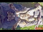 Belly Rubbing A Baby African Spotted Leopard Cub To Sleep - Cat Plays & Falls Asleep In Mans Lap