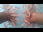 Fish Spa- Tickling-Stimulating and Relaxing