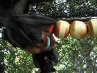 Bats Love Apples