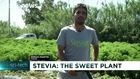 Spanish farmers look for sweet success from Stevia plant