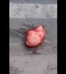Brain Ejected After Shot To The Head