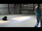 Denton, Dallas / Fort Worth (DFW) Dog Training - Blackjack - WWW.CMCDOGTRAINING.COM