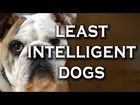 Top 10 Least Intelligent Dogs
