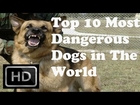 Top 10 Most Dangerous Dogs in The World