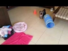 Darya - Yorkshire terrier - more tricks