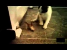 Cats play with door stoppers (Compilation)