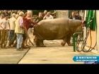 Georgia, Tbilisi: Hippo Escaped From Zoo, Subdued With A Tranquilizer Gun