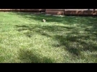 CUTEST Mini Dachshund Puppy - Finn Running in the Backyard