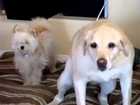 Big dog hits small dog in face with wagging tail