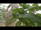 3 Boys Farm, Award-winning Organic & Hydroponic Vegetable Growers