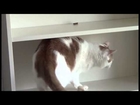 Cat is challenging an IKEA Billy bookcase